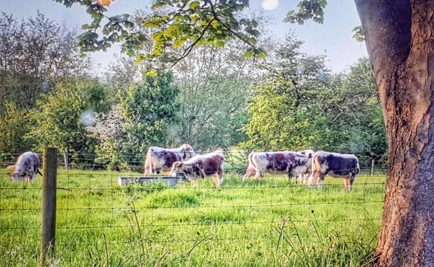 Cows Salmonby Lincolnshire Horncastle