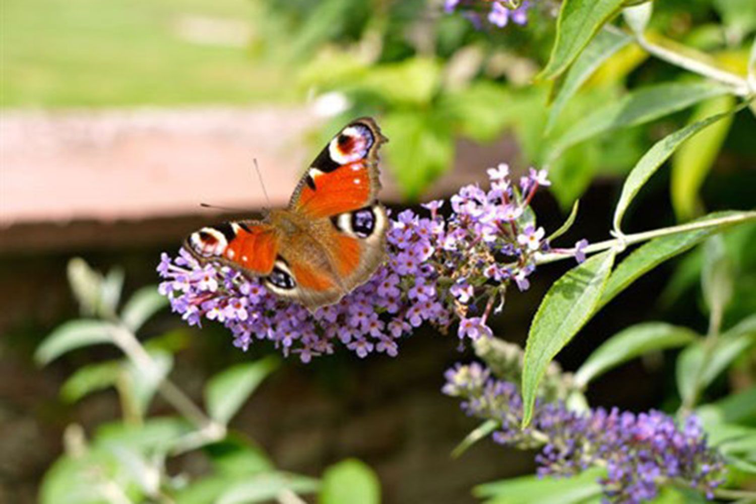 Wildlife Butterflies at Grange Farm